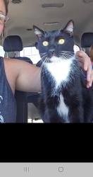 Lost Male Cat last seen Star hills and shinacock, Las Vegas, NV 89141