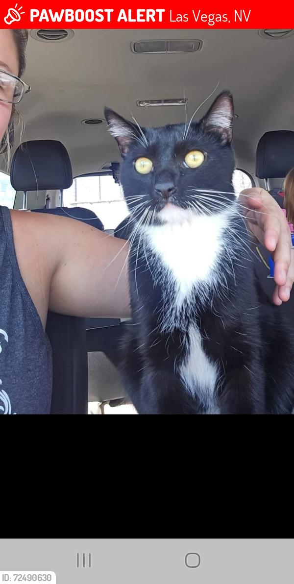 Lost Male Cat last seen Star hills and shinacock, Las Vegas, NV 89141