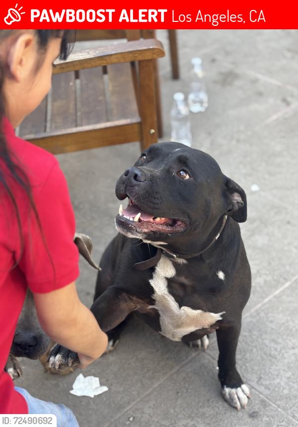 Lost Male Dog last seen Crenshaw and Jefferson, Los Angeles, CA 90016