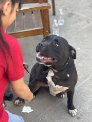 Lost Male Dog last seen Crenshaw and Jefferson, Los Angeles, CA 90016