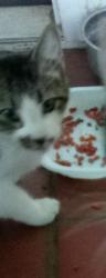 Lost Male Cat last seen Church Drive, Weaver, AL 36277