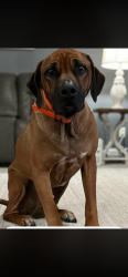 Lost Male Dog last seen Highway 20 and Roberson Dr, Cartersville, GA 30121