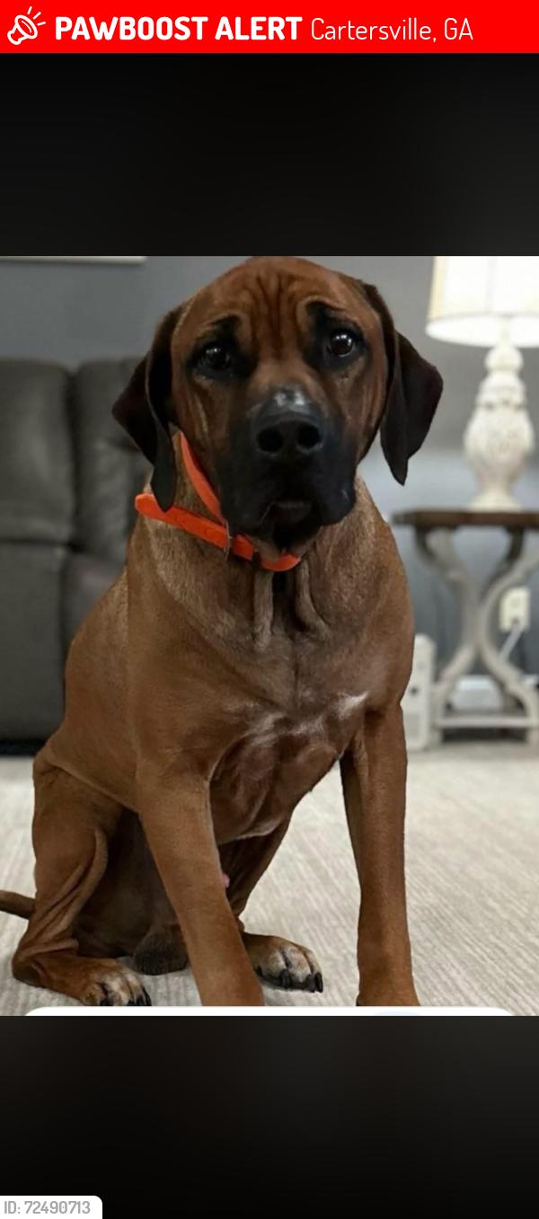 Lost Male Dog last seen Highway 20 and Roberson Dr, Cartersville, GA 30121