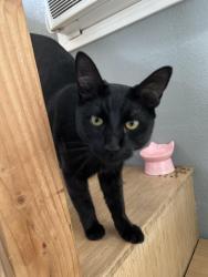 Lost Male Cat last seen Diamond Lane and Amethyst , Hilmar, CA 95324