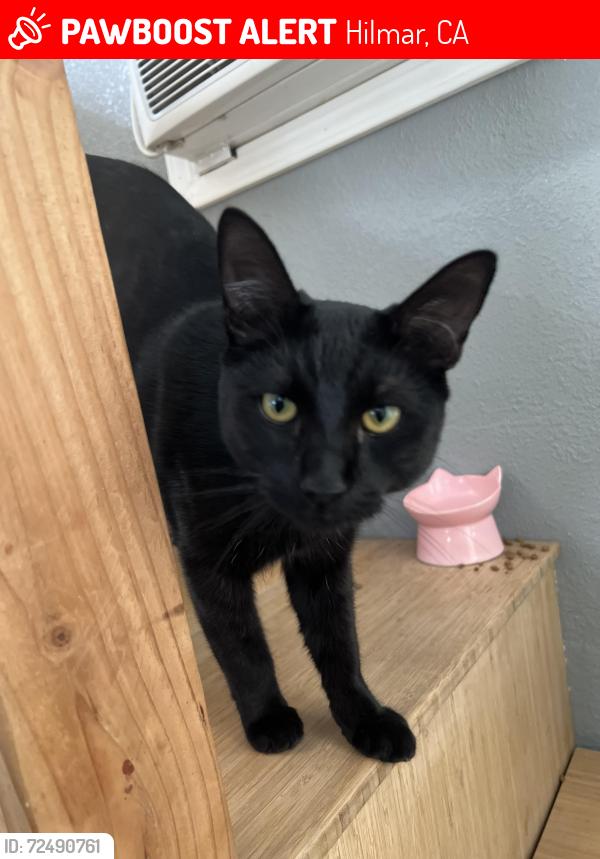 Lost Male Cat last seen Diamond Lane and Amethyst , Hilmar, CA 95324