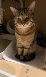 Lost Female Cat last seen Schraalenburgh and Tappan Road, Harrington Park, NJ 07640