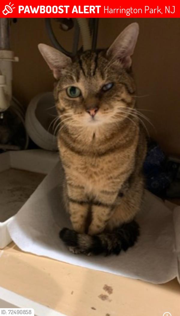 Lost Female Cat last seen Schraalenburgh and Tappan Road, Harrington Park, NJ 07640