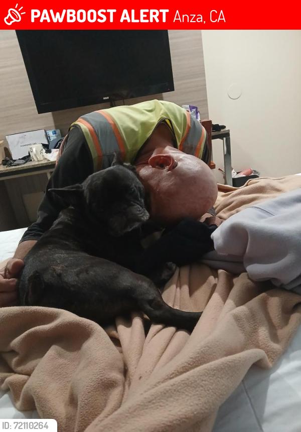 Lost Male Dog last seen Near Bailey Rd, Anza, Ca 92539, Anza, CA 92539