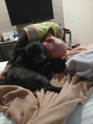 Lost Male Dog last seen Near Bailey Rd, Anza, Ca 92539, Anza, CA 92539