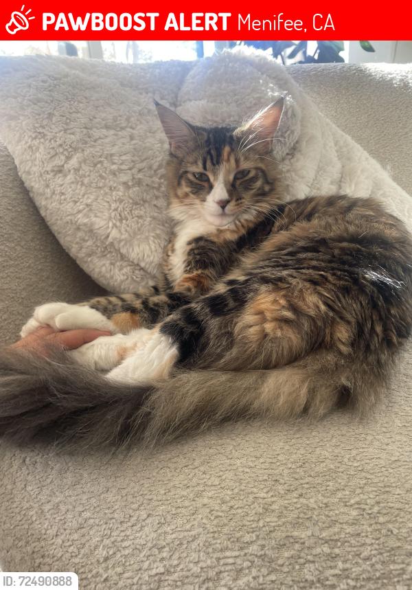 Lost Female Cat last seen La Piedra menifee ca, Menifee, CA 92584