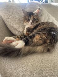 Lost Female Cat last seen La Piedra menifee ca, Menifee, CA 92584