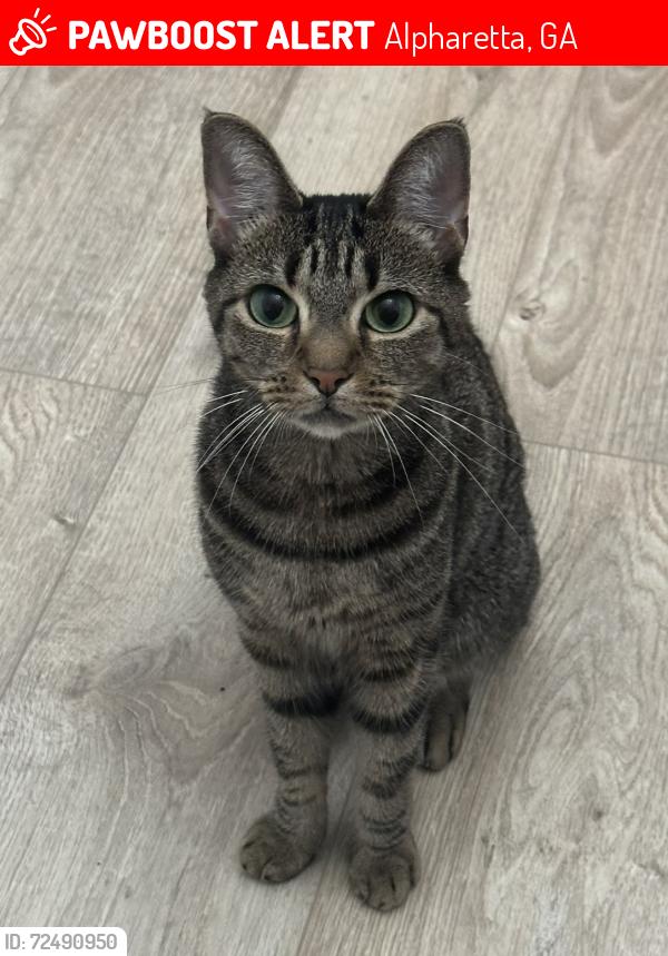 Lost Female Cat last seen Big Creek Overlook, near Pennbrooke and Bridge Pointe, Alpharetta, GA 30005