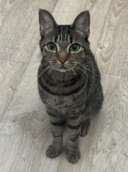 Lost Female Cat last seen Big Creek Overlook, near Pennbrooke and Bridge Pointe, Alpharetta, GA 30005