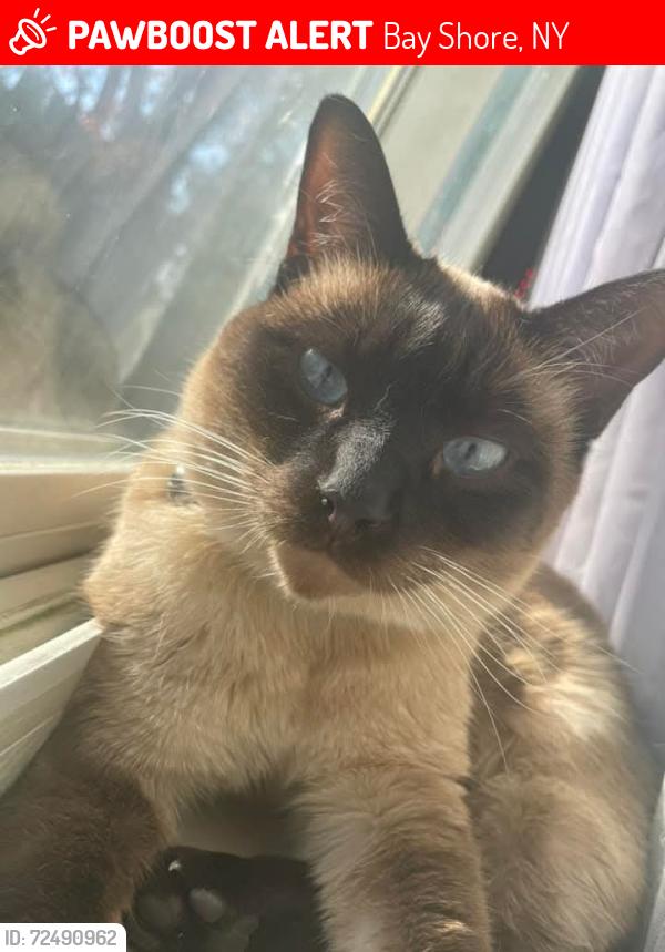 Lost Male Cat last seen Manatuck, Bay Shore, NY 11706