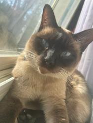 Lost Male Cat last seen Manatuck, Bay Shore, NY 11706