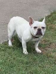 Lost Female Dog last seen Rylie Crest & Arrowdell Rd, Balch Springs, TX 75180