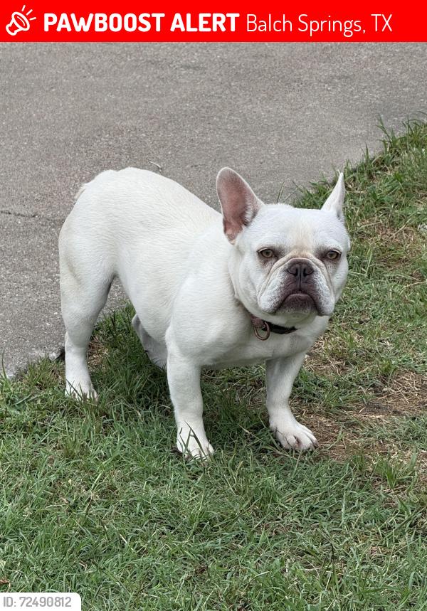 Lost Female Dog last seen Rylie Crest & Arrowdell Rd, Balch Springs, TX 75180