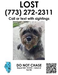 Reunited Male Dog last seen Near S Kolmar ave Chicago, IL, Chicago, IL 60629