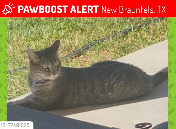 Lost Female Cat last seen Allison and Calvin loop, New Braunfels, TX 78130