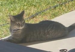 Lost Female Cat last seen Allison and Calvin loop, New Braunfels, TX 78130