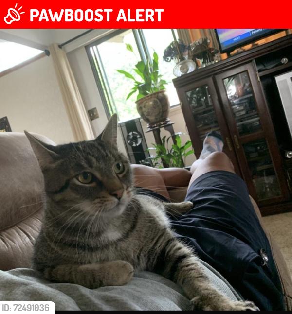 Lost Male Cat last seen Pleasantdale Creek, Langley Township, BC V3A 2H3