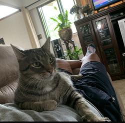 Lost Male Cat last seen Pleasantdale Creek, Langley Township, BC V3A 2H3