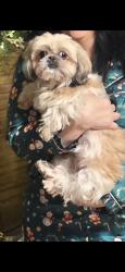 Lost Female Dog last seen Stella and Hearthstone , Tucson, AZ 85730