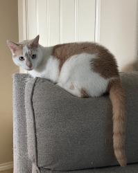 Lost Male Cat last seen McCullough Junior High School, Spring, TX 77381