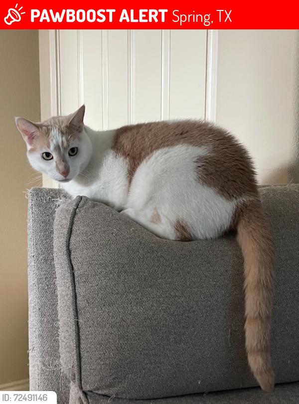 Lost Male Cat last seen McCullough Junior High School, Spring, TX 77381