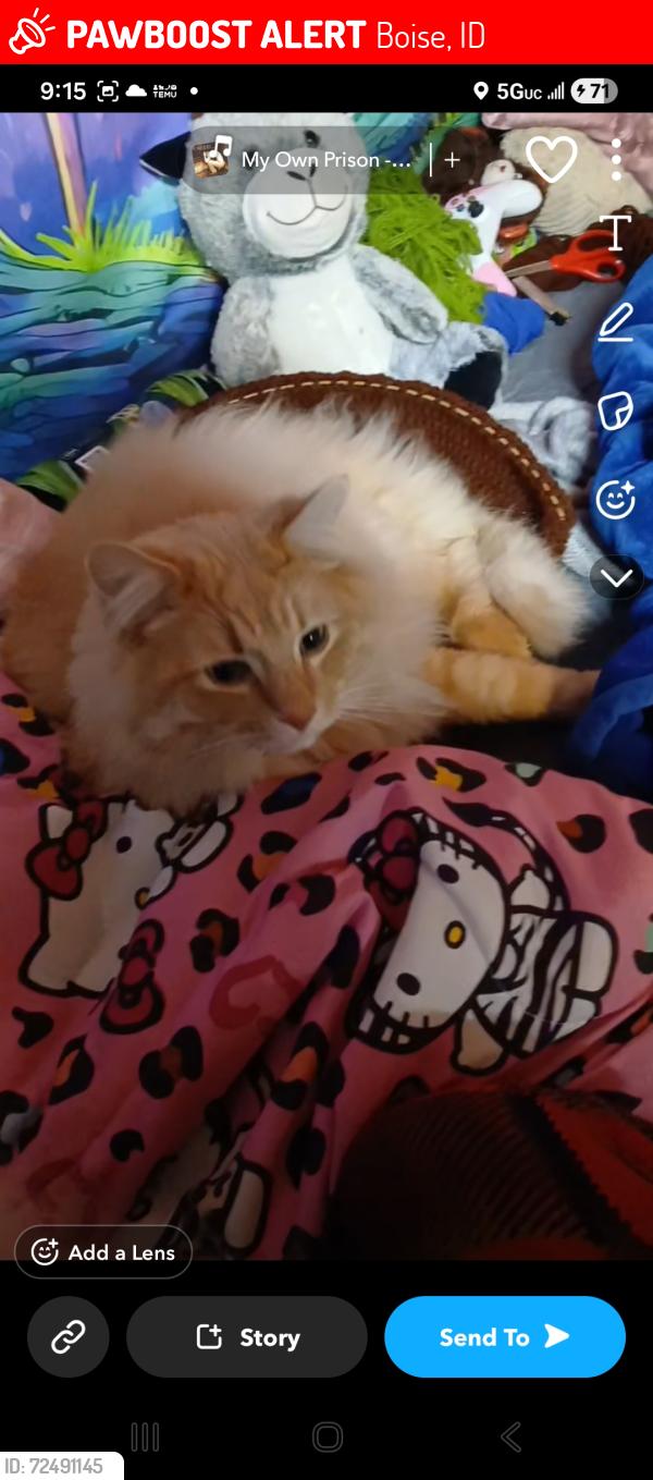 Lost Male Cat last seen Near s Vermont ave boise idaho, Boise, ID 83706