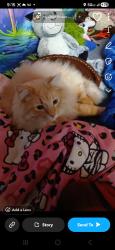 Lost Male Cat last seen Near s Vermont ave boise idaho, Boise, ID 83706