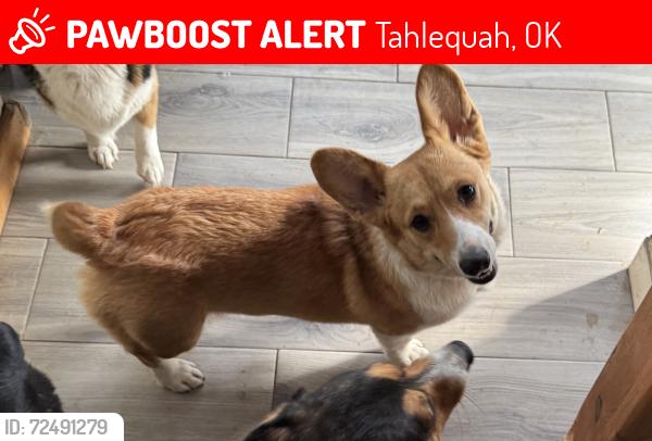 Lost Female Dog last seen N Cedar Ave & SR 82, Tahlequah, OK 74464