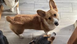 Lost Female Dog last seen N Cedar Ave & SR 82, Tahlequah, OK 74464