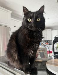 Lost Male Cat last seen Summerwood Dr. and Wooster Pike, Seville, OH 44273