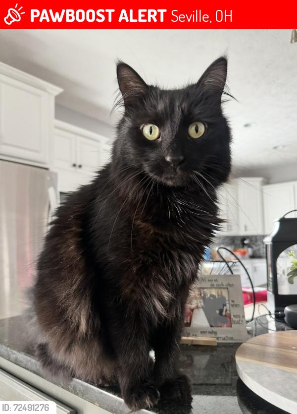 Lost Male Cat last seen Summerwood Dr. and Wooster Pike, Seville, OH 44273