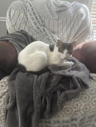 Lost Male Cat last seen Osage road , Church Point, LA 70525