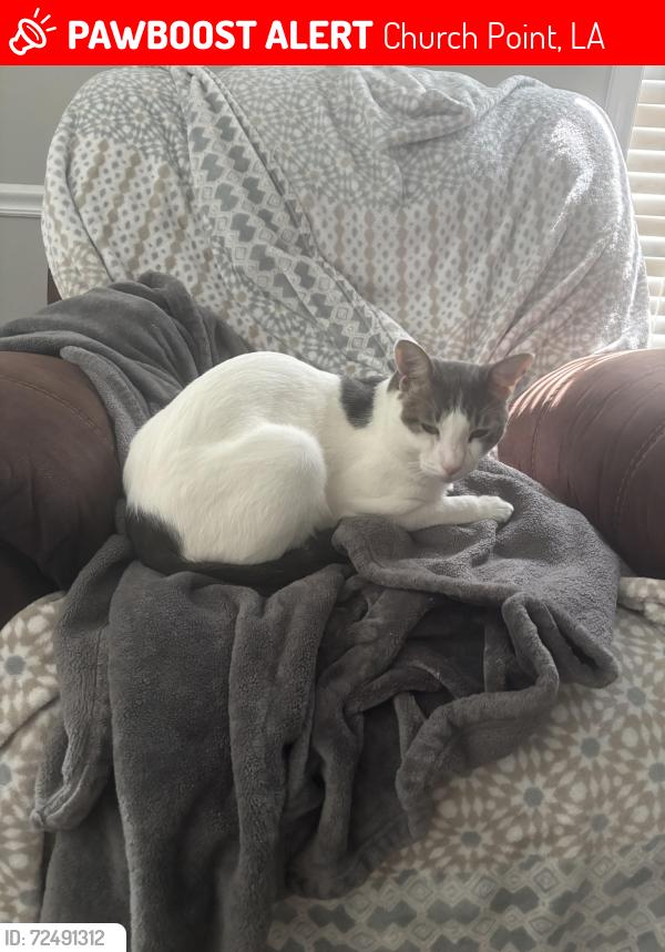 Lost Male Cat last seen Osage road , Church Point, LA 70525