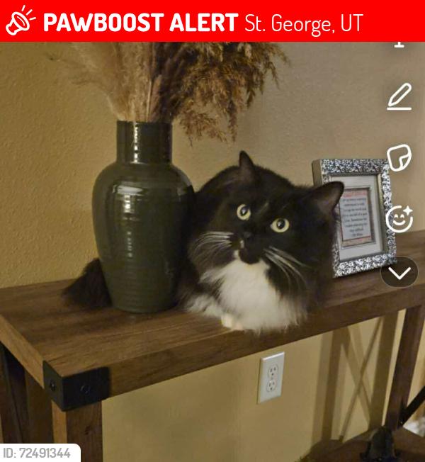 Lost Female Cat last seen Lasal Circle, Bloomington, Utah, St. George, UT 84790