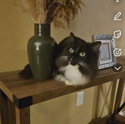 Lost Female Cat last seen Lasal Circle, Bloomington, Utah, St. George, UT 84790
