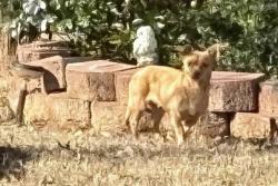 Lost Female Dog last seen Iris Park on Killian Road near Univeter and A McCollum Dr, Canton, GA 30114