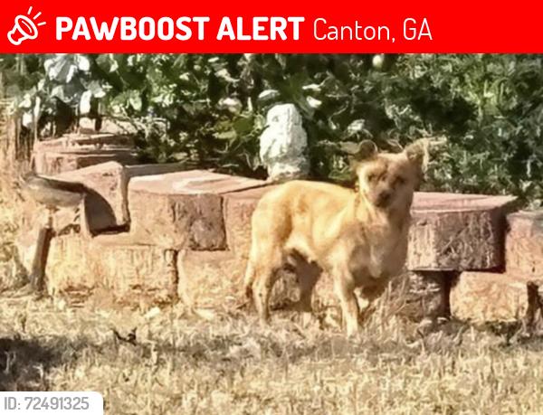 Lost Female Dog last seen Iris Park on Killian Road near Univeter and A McCollum Dr, Canton, GA 30114