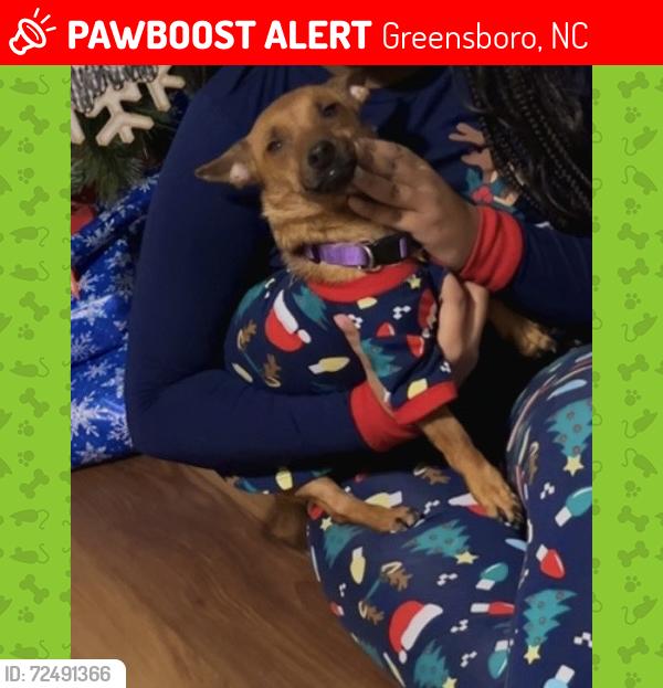 Lost Female Dog last seen Randleman road , Greensboro, NC 27406