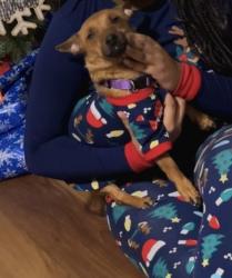 Lost Female Dog last seen Randleman road , Greensboro, NC 27406