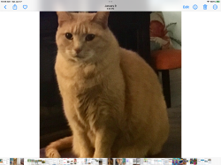 Lost Female Cat last seen Colonial colony south community daytona, Daytona Beach, FL 32119