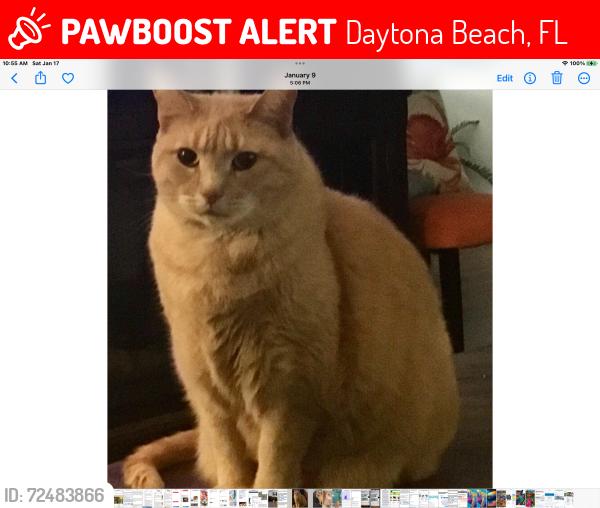 Lost Female Cat last seen Colonial colony south community daytona, Daytona Beach, FL 32119