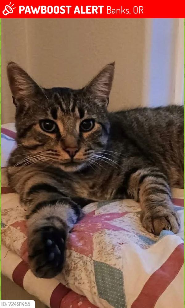 Lost Male Cat last seen Greenville City Park , Banks, OR 97106