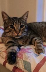Lost Male Cat last seen Greenville City Park , Banks, OR 97106