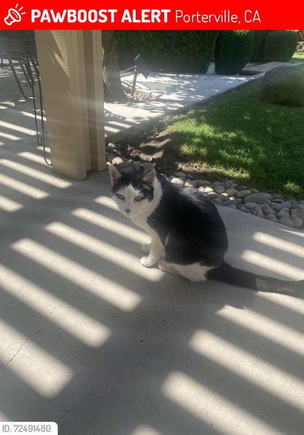 Lost Female Cat last seen West wood ests , Porterville, CA 93257