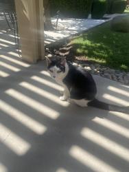 Lost Female Cat last seen West wood ests , Porterville, CA 93257