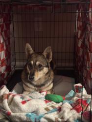Lost Female Dog last seen West 10th street and North G Street, San Bernardino, CA 92405